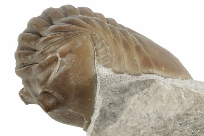 1.7" Asaphus Lepidurus Trilobite - Russia